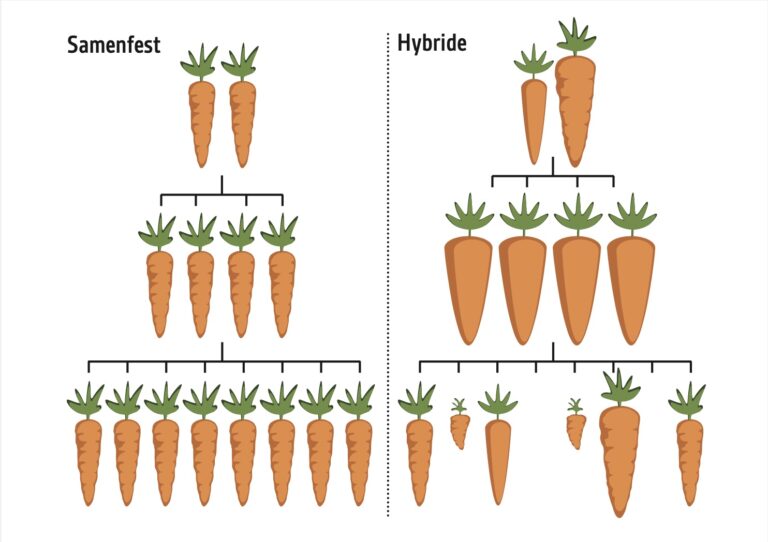 Grafische Darstellung der Unterschiede samenfester und hybrider Möhren